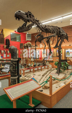 Display di dinosauro alla Phillips County Museum in malta, montana Foto Stock