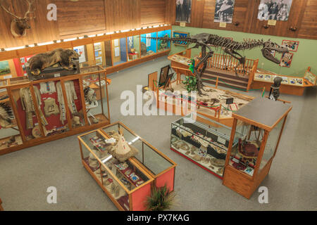 Display di dinosauro alla Phillips County Museum in malta, montana Foto Stock