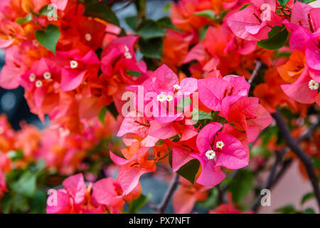 Rosa fiori di bouganville, Indonesia Foto Stock