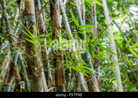 Foresta di Bamboo in Bangli Bali, Indonesia. Foto Stock