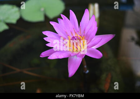 Colore rosa bocciolo di loto rivela il polline giallo con verde naturale di foglie in background, bellissime piante acquatiche Foto Stock