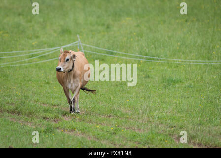 Jersey vacca da latte felicemente a piedi indietro home per la mungitura con la sua coda swinging Foto Stock