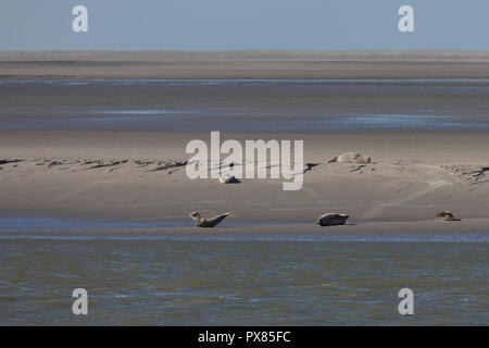 Guarnizioni di tenuta sulla sabbia, Pointe du Hourdel, Piccardia, Francia Foto Stock