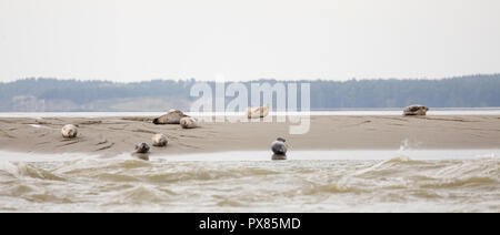 Guarnizioni di tenuta sulla sabbia, Pointe du Hourdel, Piccardia, Francia Foto Stock