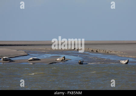 Guarnizioni di tenuta sulla sabbia, Pointe du Hourdel, Piccardia, Francia Foto Stock