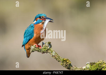 Un kingfisher sorge arroccato su un lichene ramo coperto dopo una immersione di successo. L'uccello ha catturato un minnow ed è nel suo becco Foto Stock