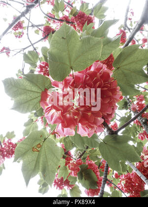 Giardino botanico di fragola, snowball, Dombeya cacuminum, flowerage di Madeira, Portogallo, Madera, Funchal Foto Stock