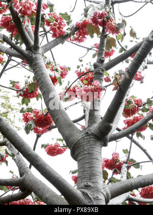 Giardino botanico di fragola, snowball, Dombeya cacuminum, flowerage di Madeira, Portogallo, Madera, Funchal Foto Stock