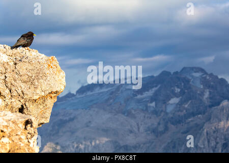 Gracchio alpino orologi Marmolada. Val di Fassa Trentino Dolomiti, Italia, Europa. Foto Stock
