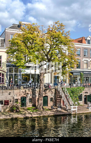 Utrecht, Paesi Bassi, 1 Settembre 2018: il vecchio albero di castagno, già leggermente in colori autunnali, crescente sul più basso livello di quay della Oude Gracht Foto Stock