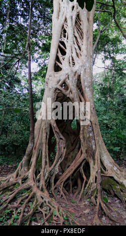 La Liana che ha coperto il tronco del ficus fino alla sua morte in Fiema Boabeng Monkey santuario di Techiman il, Ghana Foto Stock