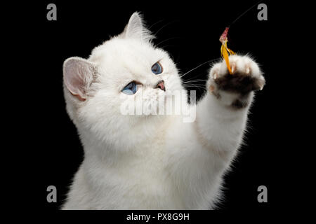 Ritratto di giocoso Britannico gatto bianco, occhi blu, la cattura di zampa con giocattolo isolato su sfondo nero, vista frontale Foto Stock