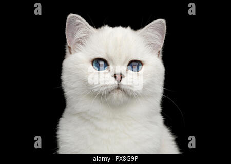 Ritratto di British Gatto Bianco con adorabili occhi blu isolato su sfondo nero, vista frontale Foto Stock