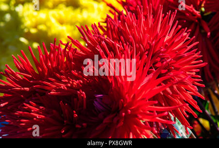 TBILISI, GEORGIA, 2018 ottobre 06: fiori autunnali sulla celebrazione del giorno di città in stile georgiano, capitale Tbilisi, Repubblica di Georgia Foto Stock