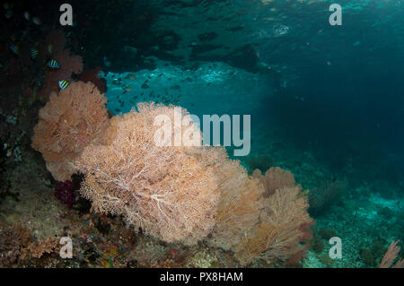 Indo-pacifico sergente castagnole, Abudefduf vaigiensis, con ventilatore di mare (Melithaea sp.) dalla finestra, Batu Rufos sito, Penemu Isola, Raja Ampat, Indonesia Foto Stock