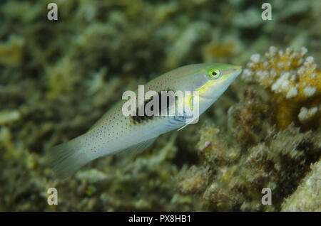 Wrasse femminile verde-pastello, halichoeres cloropterus, Mangrove Ridge dive sito, Yanggefo Island, Dampier Strait, Raja Ampat, Papua occidentale, Indonesia Foto Stock