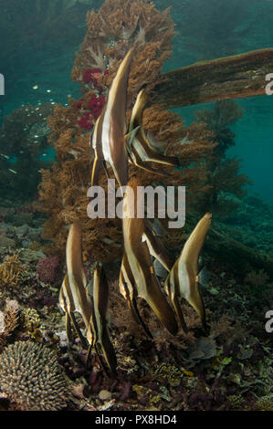 Spadefish di Blunhead giovanile, teira di Platax, sotto il jetty, luogo di immersione del jetty di Sawanderek, stretto di Dampier, Ampat di Raja, Papua occidentale, Indonesia Foto Stock