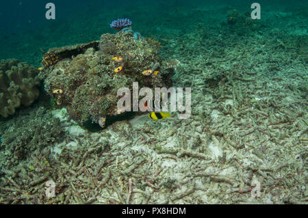 Wrasse (Cheilinus fasciatus) e pesce di mare a doppia fascia, Diploprion bifasciatumby distrutto corallo, sito di immersione Mioskon, Dampier Strait Foto Stock