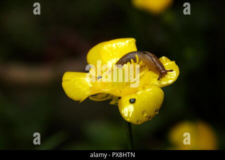 Slug lumaca su un ranuncolo giallo fiore Foto Stock