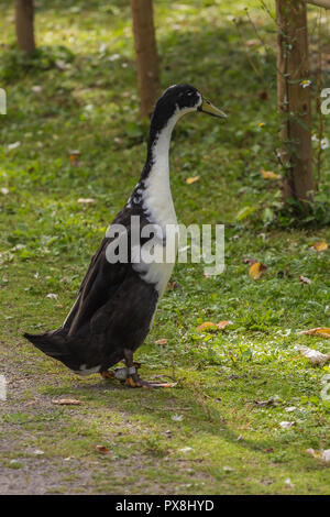 Indian Runner Duck a Slimbridge Foto Stock