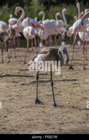 Fenicottero maggiore a Slimbridge Foto Stock
