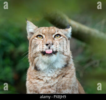Eurasian (Lynx Lynx lynx) Captive fotografia Foto Stock