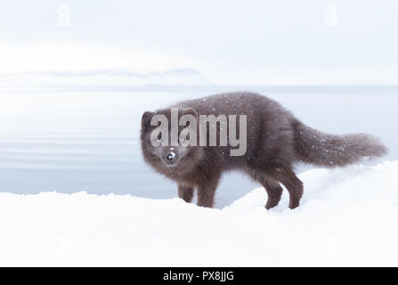 In prossimità di una volpe artica in piedi nella neve, inverno in Islanda. Foto Stock