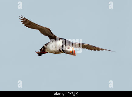 Atlantic puffin in volo, Noss isola, isole Shetland. Foto Stock