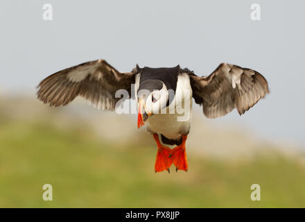 Atlantic puffin in volo, Noss isola, isole Shetland. Foto Stock