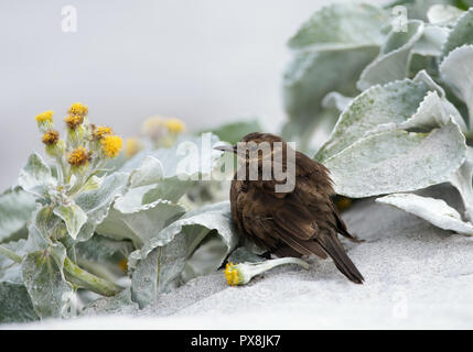 Close up Tussock-bird noto come cinclodes nerastro sulla sabbia, isole Falkland. Foto Stock