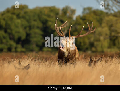 Red Deer cervo muggito permanente, mentre nel campo tra un gruppo di cerve durante la stagione di solchi, UK. Foto Stock
