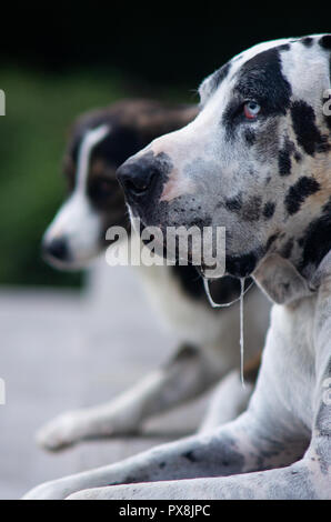 Harlequin Great Dane dog sitter su un marciapiede Foto Stock