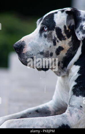 Harlequin Great Dane dog sitter su un marciapiede Foto Stock