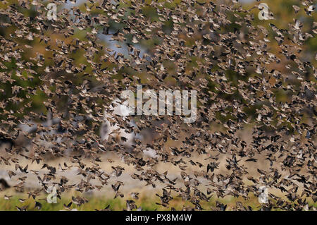 Redbilled quelea sciame di volare in aria, (quelea quelea), etosha nationalpark, Namibia Foto Stock