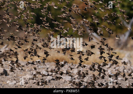 Redbilled quelea sciame di volare in aria, (quelea quelea), etosha nationalpark, Namibia Foto Stock