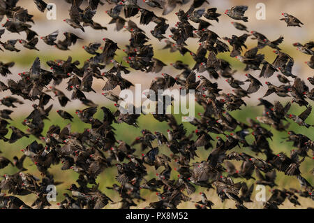 Redbilled quelea sciame di volare in aria, (quelea quelea), etosha nationalpark, Namibia Foto Stock