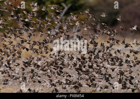 Redbilled quelea sciame di volare in aria, (quelea quelea), etosha nationalpark, Namibia Foto Stock