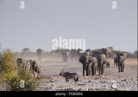 Elefante africano mandria sono a piedi al waterhole, etosha nationalpark, Namibia, (Loxodonta africana) Foto Stock
