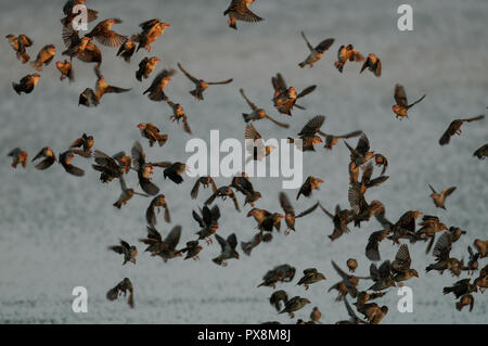 Redbilled quelea sciame volare fino dalla waterhole, (quelea quelea), etosha nationalpark, Namibia Foto Stock