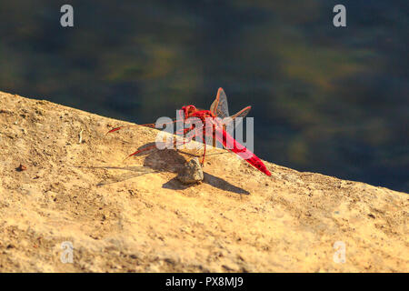 Macro di rosso-venato Dropwing Dragonfly, Trithemis arteriosa, sul terreno a iSimangaliso Wetland Park in St Lucia, Sud Africa. Il nome africano della libellula rossa è Rooinerfie. Foto Stock