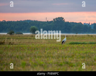 Cicogna bianca durante il sorgere del sole su un prato durante la primavera, mattinata nebbiosa. Podlasie. Podlachia. La Polonia, l'Europa. La regione è chiamato Podlasko o Podlasz Foto Stock