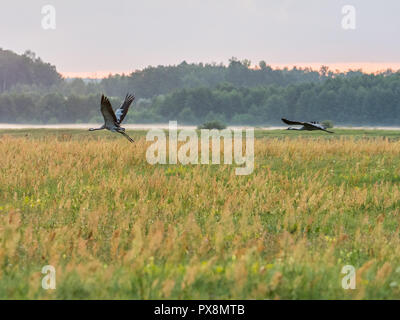 La gru comune (grus grus), noto anche come la gru eurasiatica, è un uccello della famiglia Gruidae, Podlasie. Podlachia. La Polonia, l'Europa. La regione è ca Foto Stock