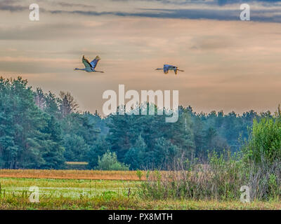 La gru comune (grus grus), noto anche come la gru eurasiatica, è un uccello della famiglia Gruidae, Podlasie. Podlachia. La Polonia, l'Europa. La regione è ca Foto Stock