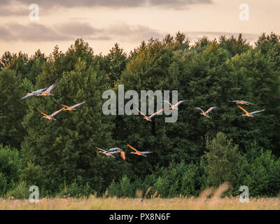 La gru comune (grus grus), noto anche come la gru eurasiatica, è un uccello della famiglia Gruidae, Podlasie. Podlachia. La Polonia, l'Europa. La regione è ca Foto Stock