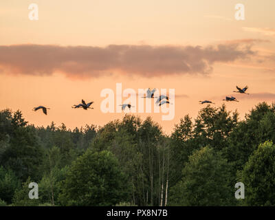 La gru comune (grus grus), noto anche come la gru eurasiatica, è un uccello della famiglia Gruidae, Podlasie. Podlachia. La Polonia, l'Europa. La regione è ca Foto Stock