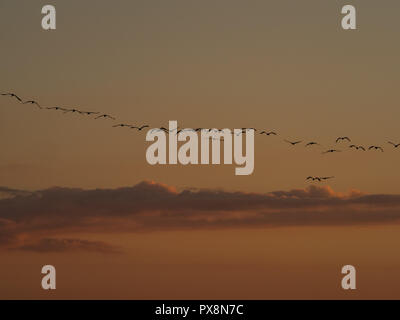 La gru comune (grus grus), noto anche come la gru eurasiatica durante il tramonto. Podlasie. Podlachia. La Polonia, l'Europa. La regione è chiamato Podlasko o Foto Stock