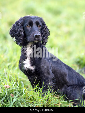 Lavoro nero cocker spaniel Foto Stock