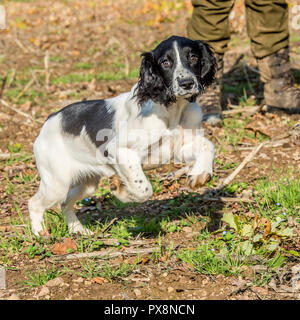 Springer spaniel cucciolo Foto Stock