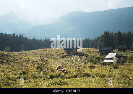 Vacche nella parte anteriore del case di legno villaggio rurale prato verde foresta paesaggio bello elevato angolo di vista di cui sopra, la Slovenia montagne. Viaggiare in Europa, il turismo. Foto Stock