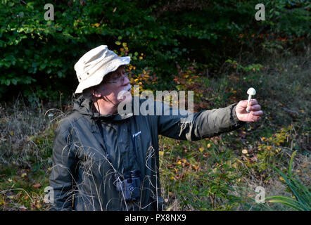 Funghi foraggio a piedi in Hampden bosco. Buckinghamshire Chilterns, England, Regno Unito Foto Stock